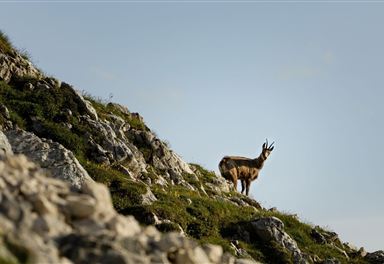 Camosci sul Predigtstuhl