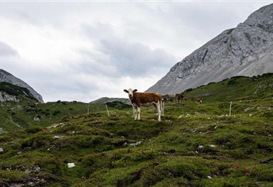 Almwirtschaft im Gleirschtal
