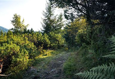 Wanderweg durch Latschenkiefern