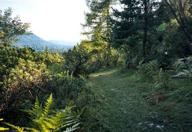 Weg zur Aussichtsplattform Höhenweg