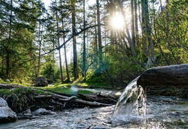 Isarursprung im Wald
