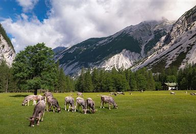 Kühe auf der Kastenalm