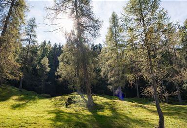 Lärchenwald im Katzenloch