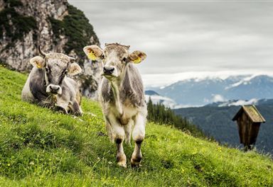 Rinder bei der Wangalm