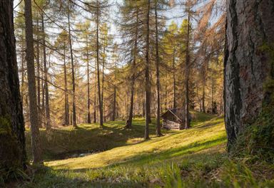 Wooden hut in the larch forest near Reith