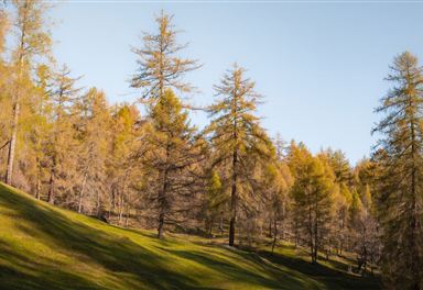 Larch forest near Reith