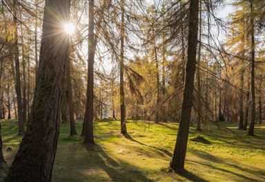 Larch forest near Reith