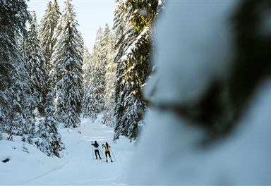 Cross-country skiing in the snowy forest