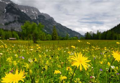 Leutasch meadows in spring
