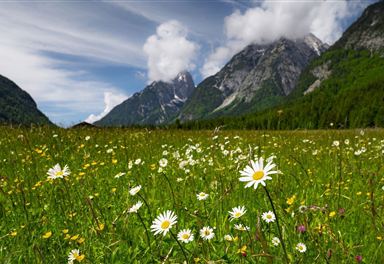 Leutasch meadows in spring