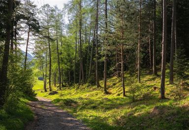 Waldweg bei Reith