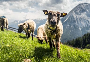 Schafe bei der Wangalm
