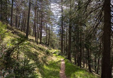 Waldweg zur Birzlkapelle
