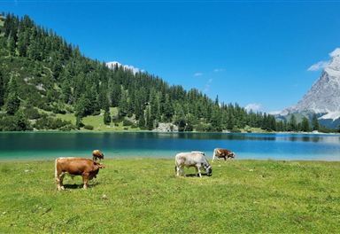 Seebensee mit Kühen