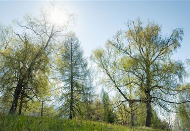 Bäume am Geigenbühel