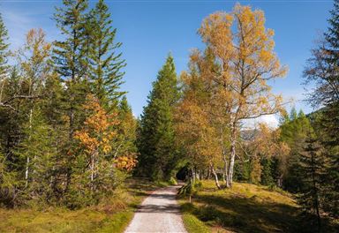 Wanderweg im herbstlichen Mischwald