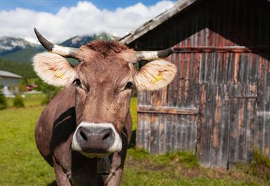 Rind vor Almhütte