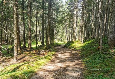Forest path Neuleutasch to Wildmoos