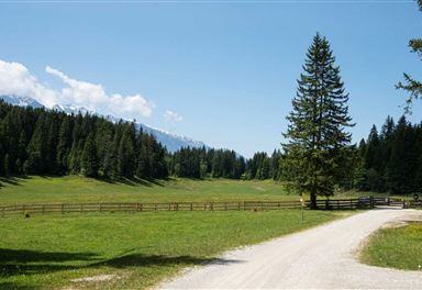 Wildmoos-Buchen-Ferienkolonie