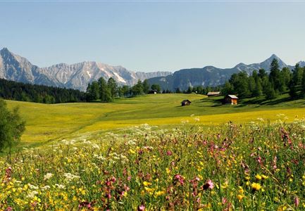 Blumenwiese in Neuleutasch