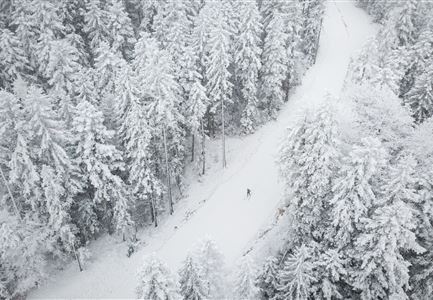 Drohnenbild Top Down einzelner Läufer in Lücke zwischen Bäumen.jpg