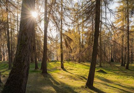 Lärchenwald bei Reith_Wald mit Sonnenstern.jpg