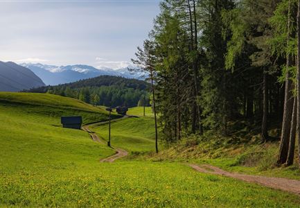 Reith Wiesenweg im Frühling - Weg entlang grüner Wiesen.jpg