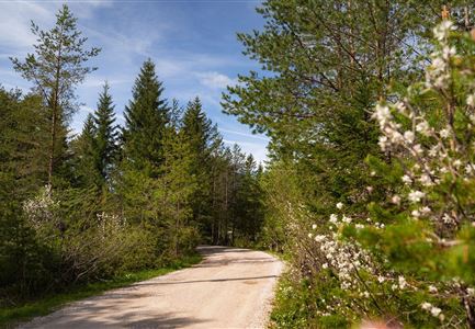 Scharnitz - Wanderung Dorfrunde - Weg durch den Wald mit blühenden Bäumen.jpg