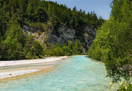 Wanderung zur Scharnitzer Alm - Isar mit Blumen im Vordergrund - Hochformat.jpg