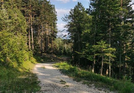 Weg rund um den Brunschkopf - Forstweg im Wadl