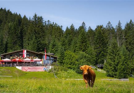 Wildmoosalm im Sommer - Hütte mit Kuh.jpg
