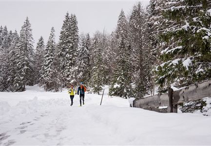 Wintertrailrunning in der Region Seefeld - Zwei Läufer in traumhafter Winterlandschaft.jpg