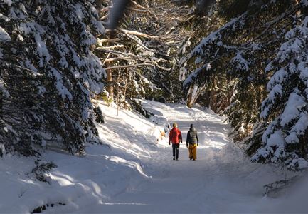 Winterwandern Paar Möserer See Paar läuft durch Wald Aufnahme von hinten (2).jpg